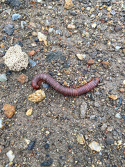 close up millipede on the ground