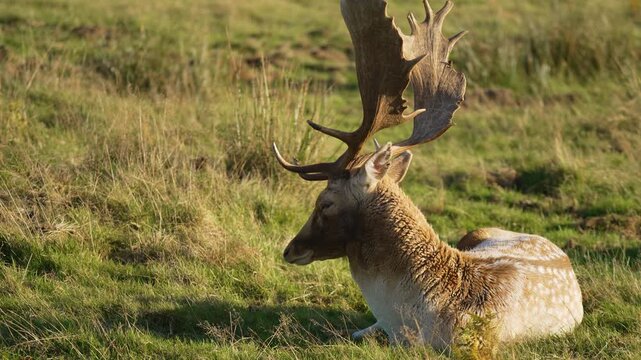 Fallow deer with impressive antlers resting peacefully in grassy meadow. Spotted stag reclining calmly in natural sunlight. Wild buck sitting serenely in tranquil open field. Majestic antlered deer