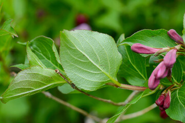 Weigela florida is a deciduous shrub of the honeysuckle family, native to East Asia. It produces tubular red flowers from May to June and is widely grown as an ornamental garden plant. 