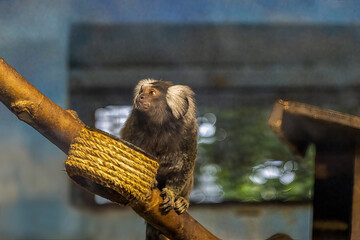 Baku, Azerbaijan. The common marmoset Callithrix jacchus .