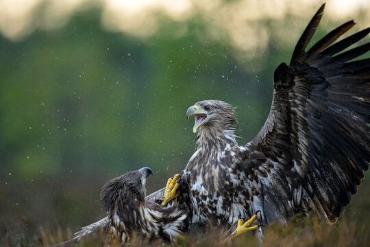 Two white-tailed eagles fighting