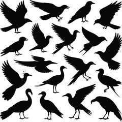 Obraz premium Black bird silhouettes flying standing birds
