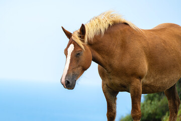 Fototapeta premium 温厚な尾花栗毛の馬