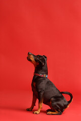 Miniature Pinscher sits on a red background