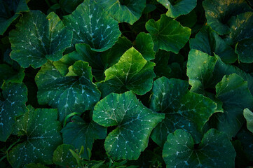 Green leaves of pumpkin plants in the garden. Green background.