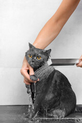 Funny cat takes a shower, pet hygiene, wet cat, bathing process