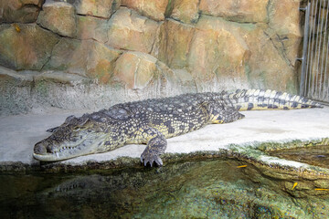 BAKU, AZERBAIJAN. The crocodilian pictured, which is at the Baku Zoo, appears to be a Caiman.