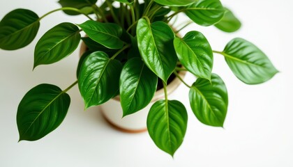 Fototapeta premium Lush Green Leaves of Houseplant in Natural Light Against White Background