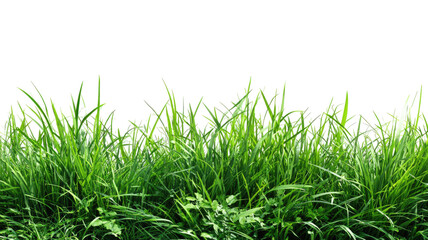 Obraz premium Fresh green grass blade macro closeup isolated on a bright white background for spring or summer garden nature growth