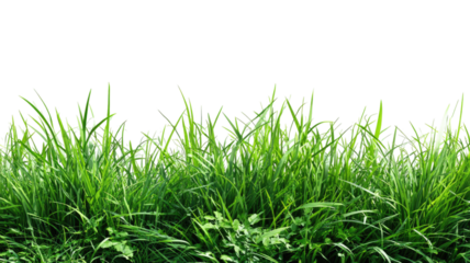 Fresh green grass blade macro closeup isolated on a bright white background for spring or summer garden nature growth