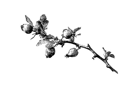 Silent Whispers Spring: delicate saskatoon berry branch blooms quiet. | Clean, isolated vector art for creative projects.