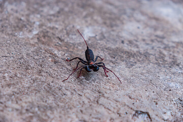 A shot of a whip scorpion (Uropygi) with its distinct tail and legs, isolated against a clean white background, highlighting its unique arachnid features.