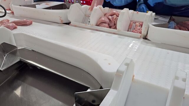 Industrial processing of fresh chicken fillet. Conveyor belts carrying poultry meat in a poultry slaughterhouse.