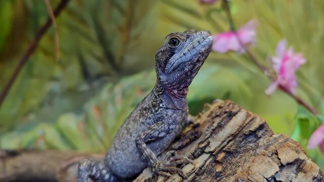 Small gray chinese water dragon lizard perching on a wooden branch while carefully observing its surroundings, with a lush green and pink floral background providing a naturalistic habitat setting