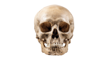 Isolated human skull on a white background for anatomy or Halloween concepts like death and horror