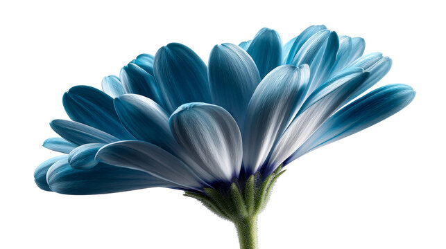 Blue Daisy Petals Against White Background