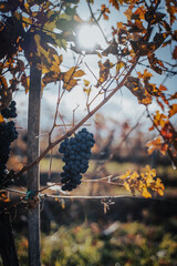 Fototapeta premium Bunches of black grapes on branches in a vineyard, autumn landscape and background