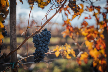 Naklejka premium Bunches of black grapes on branches in a vineyard, autumn landscape and background