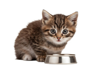 Little cat isolated, young kitten eating canned cat food, adorable kitten close-up portrait, isolated on a transparent background, professional pet photography, pet food advertising concept