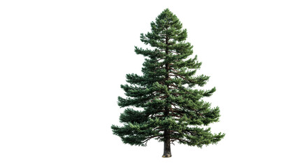 Tall evergreen pine tree isolated against white background