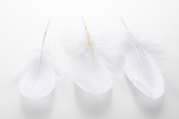 羽根 白バック