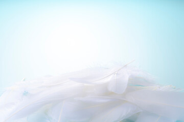 羽根 コピースペース