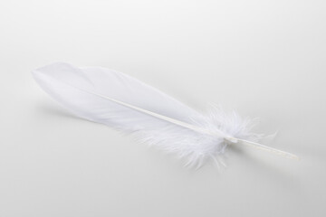 Obraz premium 羽根 白バック