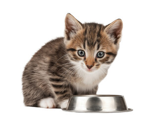 Little cat isolated, young kitten eating cat food from a food bowl, adorable kitten close-up portrait, isolated on a transparent background, professional pet photography, pet food advertising concept