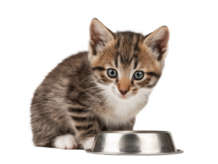 Little cat isolated, young kitten eating cat food from a food bowl, adorable kitten close-up portrait, isolated on a transparent background, professional pet photography, pet food advertising concept