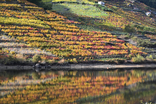 Vi&ntilde;edos con colores de oto&ntilde;o en la Ribeira Sacra (Lugo)