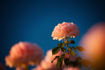 Beautiful spring border, blooming rose bush on a blue background. Flowering rose hips against the blue sky. Soft selective focus