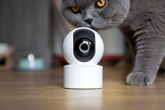 CCTV security camera, Security camera high Technologies smart home security digital lifestyle with cute pets