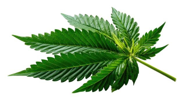 Cannabis Leaf: Close-up of a vibrant, healthy cannabis leaf against a backdrop, showcasing its distinct shape and lush green color.
