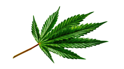 Cannabis Leaf: Isolated close-up of a vibrant green cannabis leaf, showcasing its intricate details and texture. A symbol of nature's artistry and the plant's unique structure.