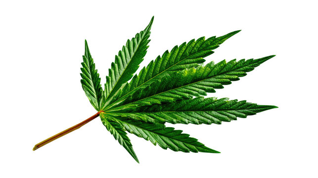 Cannabis Leaf: Isolated close-up of a vibrant green cannabis leaf, showcasing its intricate details and texture. A symbol of nature's artistry and the plant's unique structure.