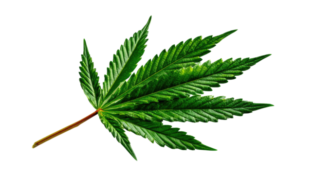 Cannabis Leaf: Isolated close-up of a vibrant green cannabis leaf, showcasing its intricate details and texture. A symbol of nature's artistry and the plant's unique structure.