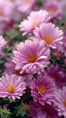 Beautiful pink aster flowers blooming in garden, close up macro photography of vibrant autumn chrysanthemums with soft natural light