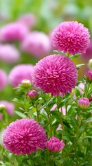 Vibrant pink aster flowers blooming in summer garden, macro close up of fresh chrysanthemum blossoms with green foliage background