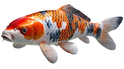 Koi Fish Beauty: This stunning photo captures a vibrant Koi fish, showcasing its exquisite blend of colors and intricate patterns. It's a testament to nature's artistry and aquatic elegance.