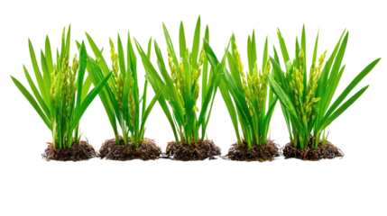 Green Rice Plants: A vibrant display of green rice plants stand tall, their leaves and grain flourishing, embodying the essence of nature's bounty and the promise of a plentiful harvest.