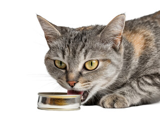 Pet cat isolated, adult cat eating canned cat food, wet cat food, adorable cat close-up portrait, isolated on a transparent background, professional pet photography, pet food advertising concept