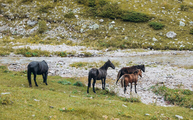 Many horses in the mountains near the river, many horses grazing, autumn colors, space for text