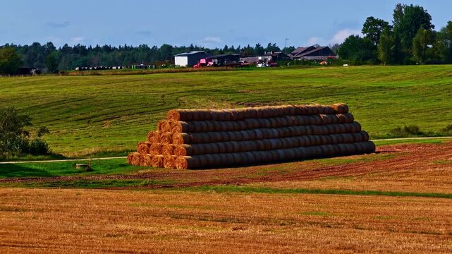A stack of hay rolls lies neatly lined up in the pasture waiting to be picked up.