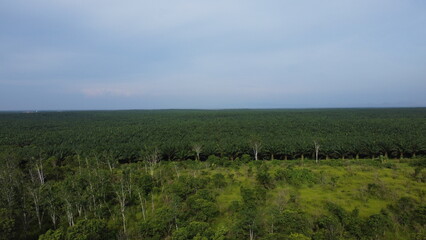 Roads flanked by oil palm plantations in a mountainous area of natural stone