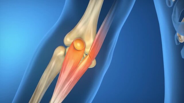 Animated Medical Visualization of Elbow Joint Anatomy with Bones and Muscles on Blue Background