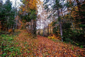 Landscapes of Kalkalpen National Park in Austria
