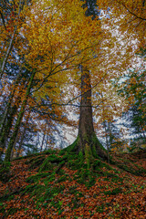 Landscapes of Kalkalpen National Park in Austria