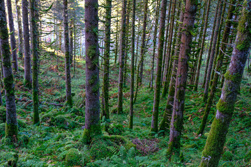 Obraz premium the area surrounding the Krimml waterfalls in Austria