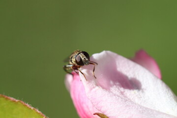 Mactrophotographie