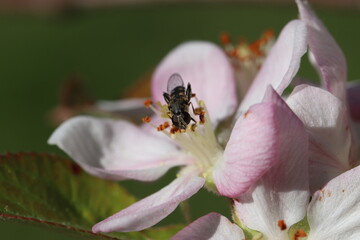 Insectes